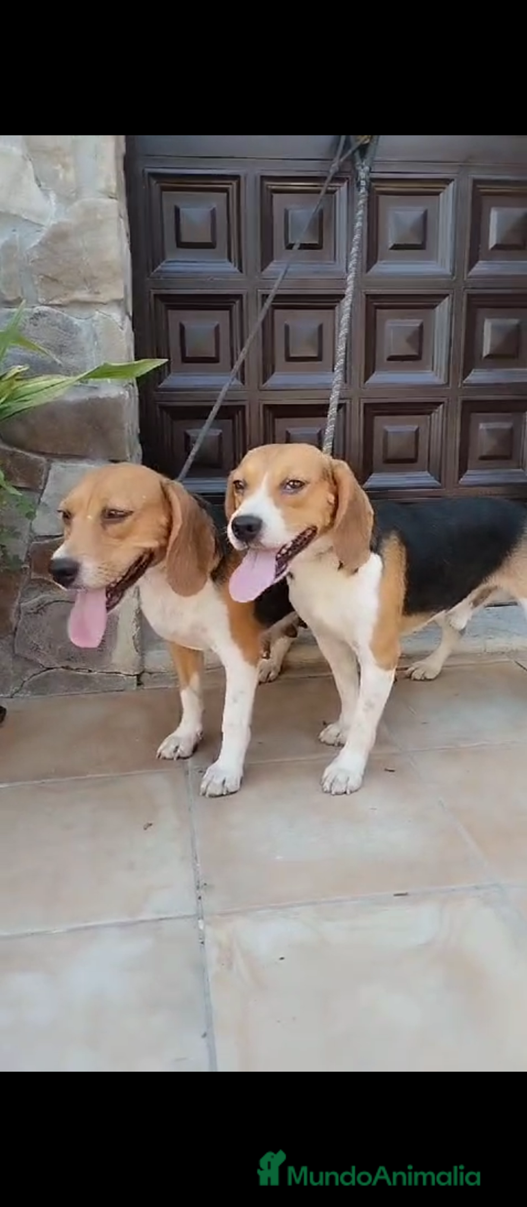 Beagle perros en venta: Beagle - Anuncio 14