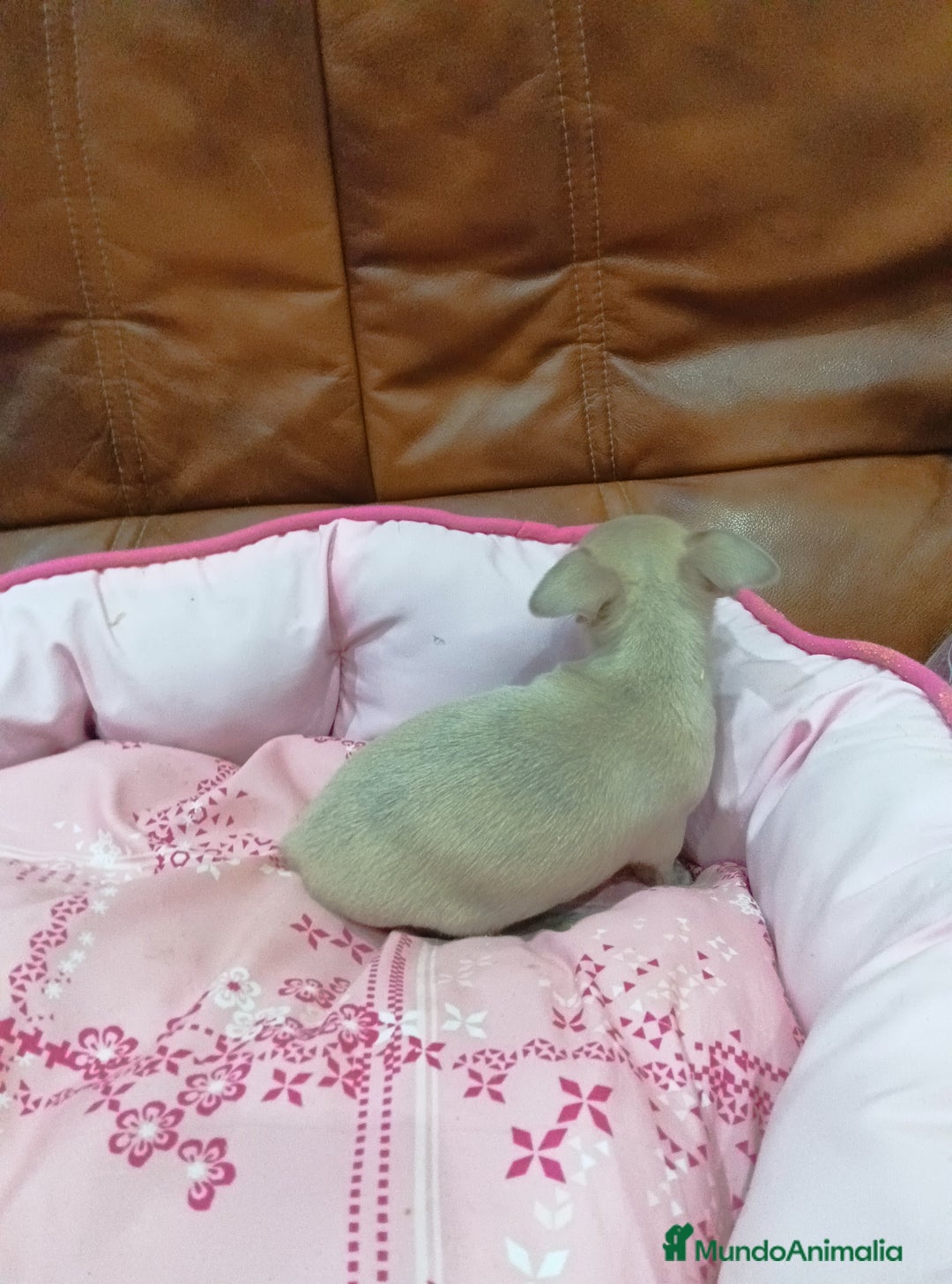 Chihuahua perros en venta: CHIHUAHUA TOY  - Anuncio 4