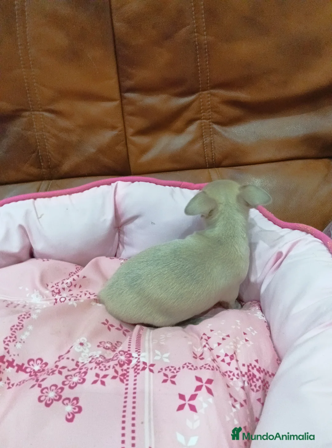 Chihuahua perros en venta: CHIHUAHUA TOY  - Anuncio 4