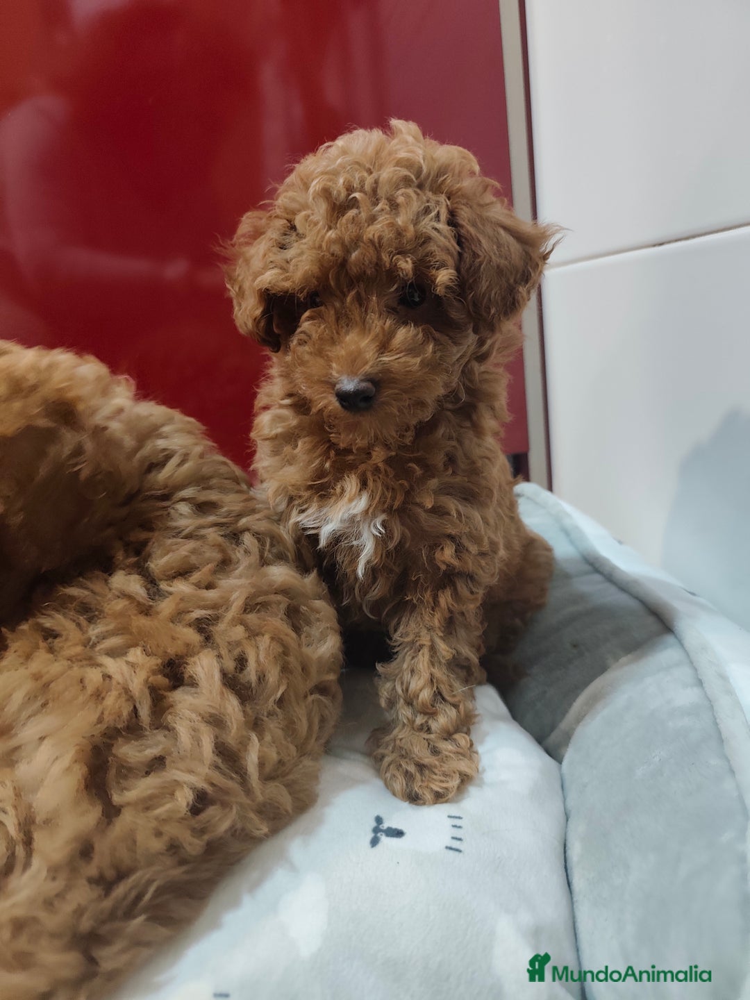 Caniche Toy perros en venta: Hembras toy ❤️ disponible  - Imagen 1