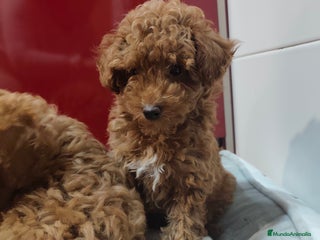 Caniche Toy perros - Anuncio 2