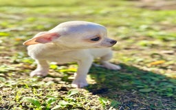 Chihuahua perros en venta:  Chihuahua Microtoy blanco  - Anuncio 7