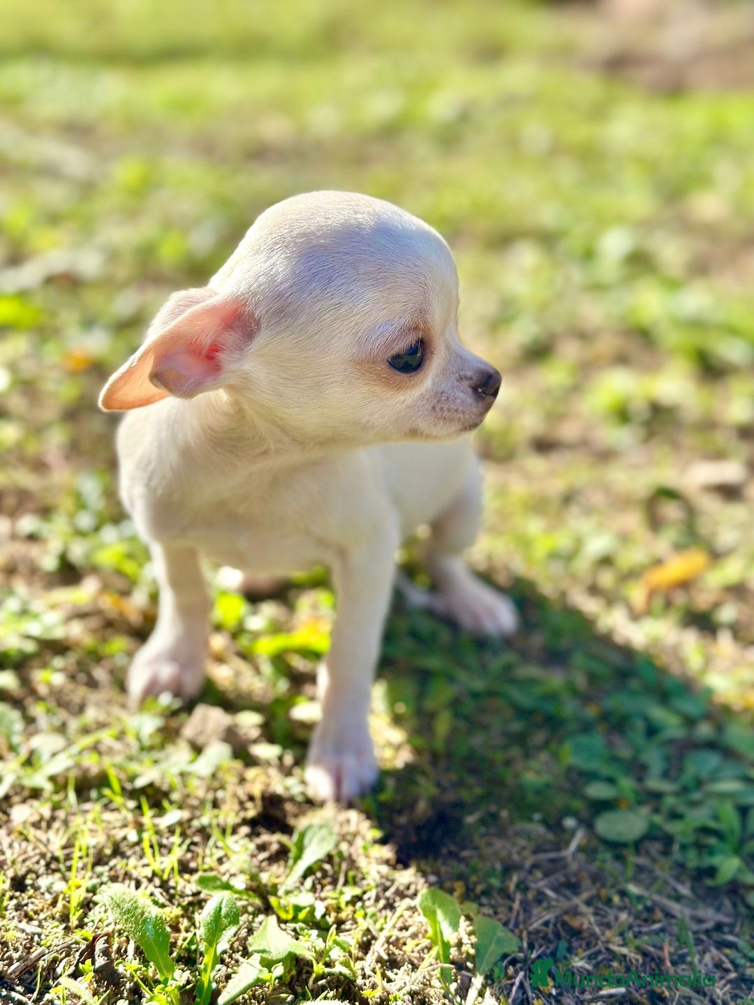 Chihuahua perros en venta:  Chihuahua Microtoy blanco  - Anuncio 7