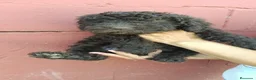Perro de Agua Español perros en venta: Perro de agua español🐶🐾 en Málaga - Anuncio 3