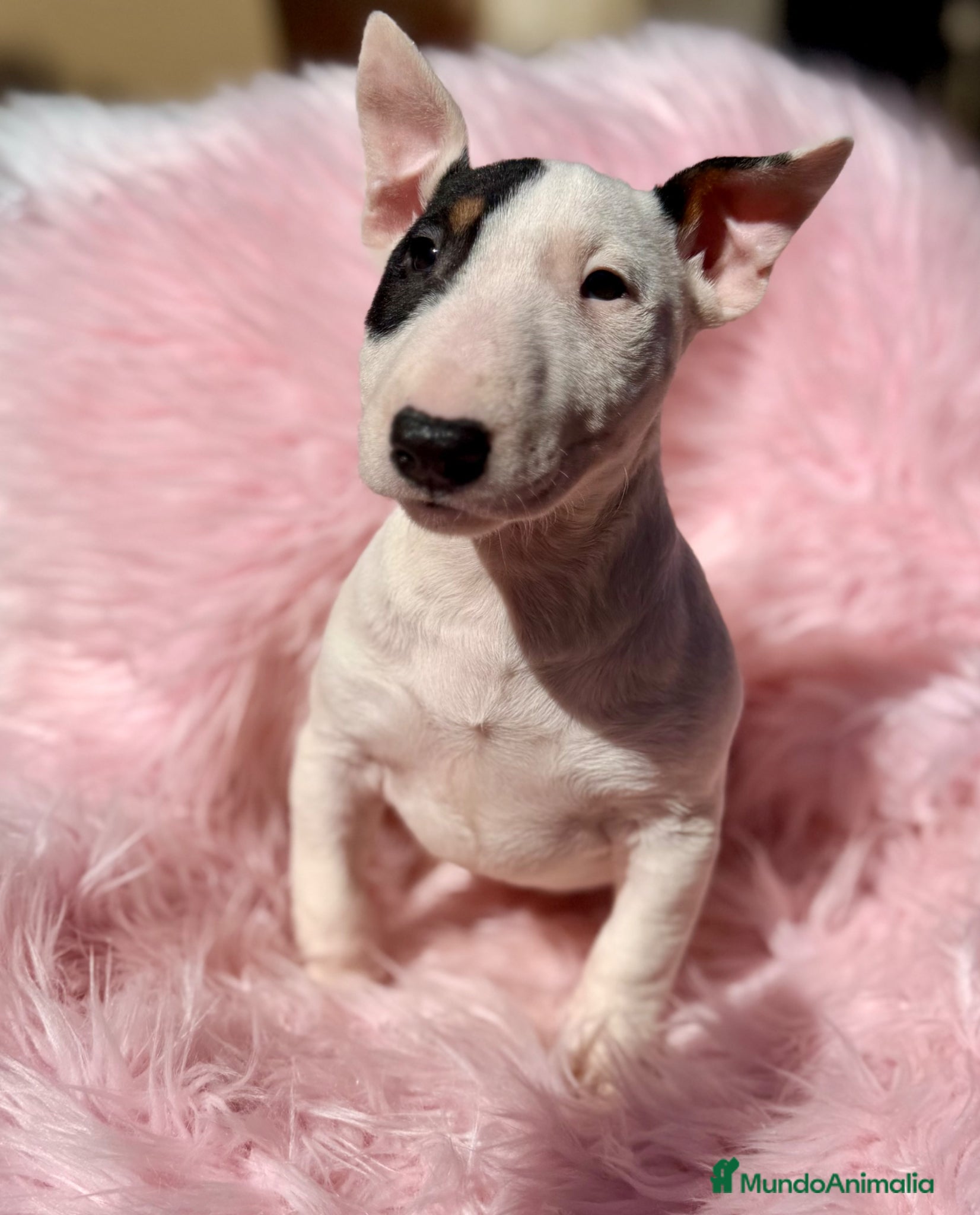 Bull Terrier Miniatura perros BULLTERRIER MINIATURA CALIDAD - Anuncio 1