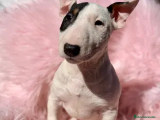 Bull Terrier Miniatura perros BULLTERRIER MINIATURA CALIDAD - Anuncio 1
