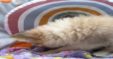 Pomerania perros - Anuncio 3
