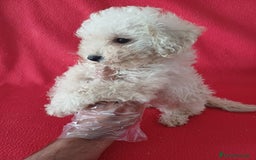 Caniche Enano perros en venta: Caniche Enano  - Imagen 2