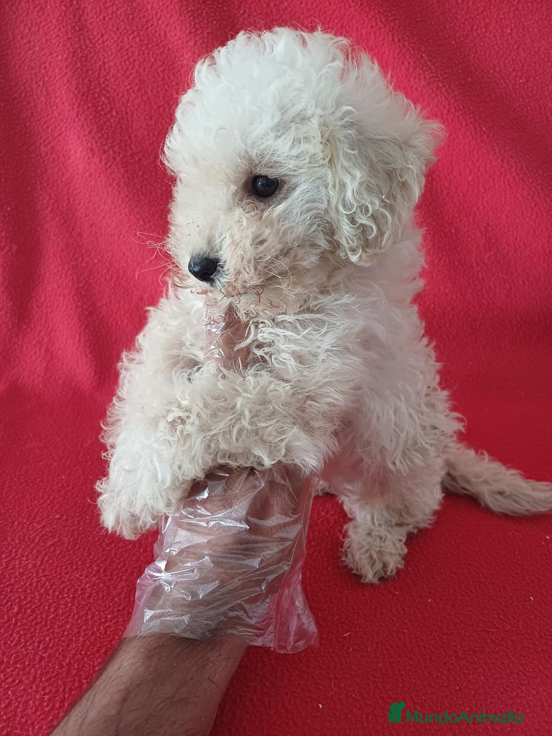 Caniche Enano perros en venta: Caniche Enano  - Imagen 2