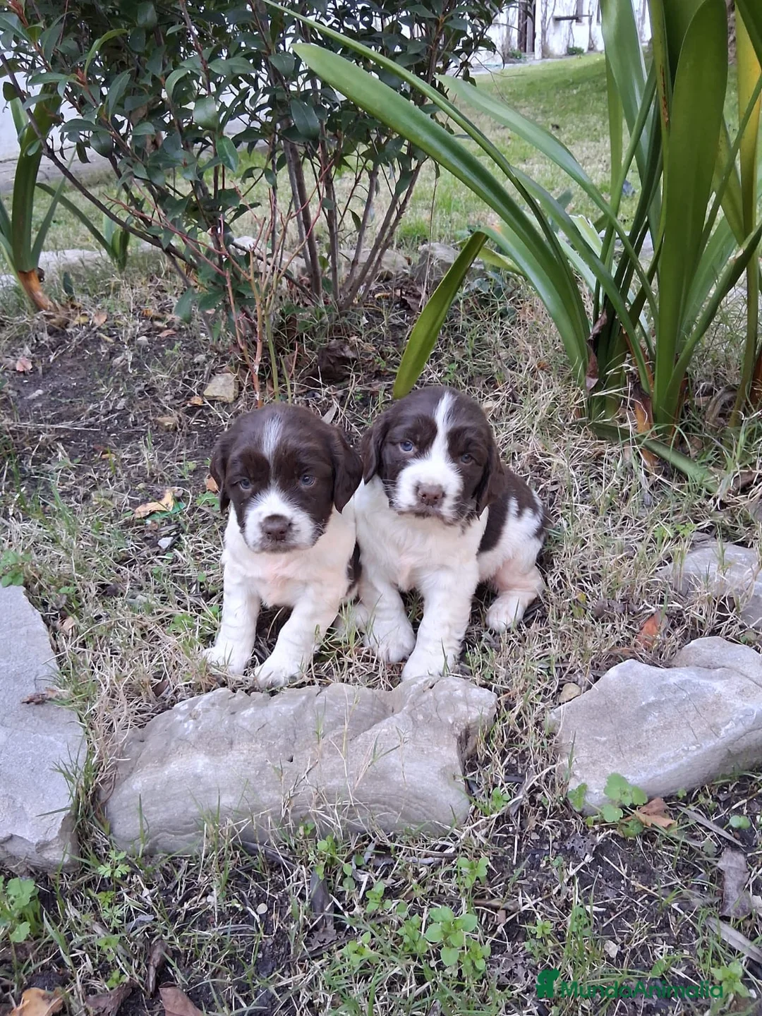 English Springer Spaniel perros en venta: Springer  - Anuncio 1