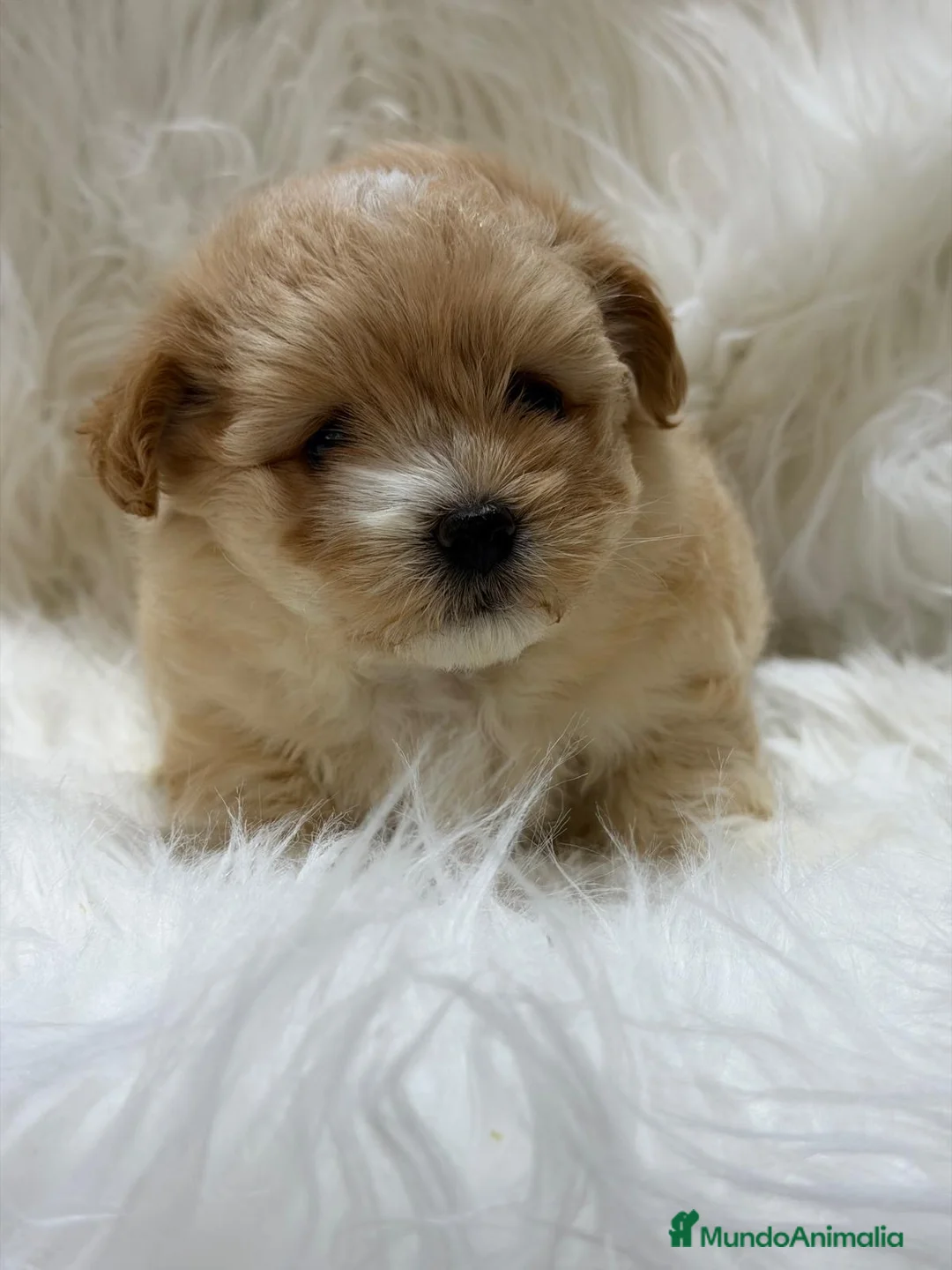 Maltipoo perros en venta: MALTIPOO F1 DISPONIBLES - Anuncio 2