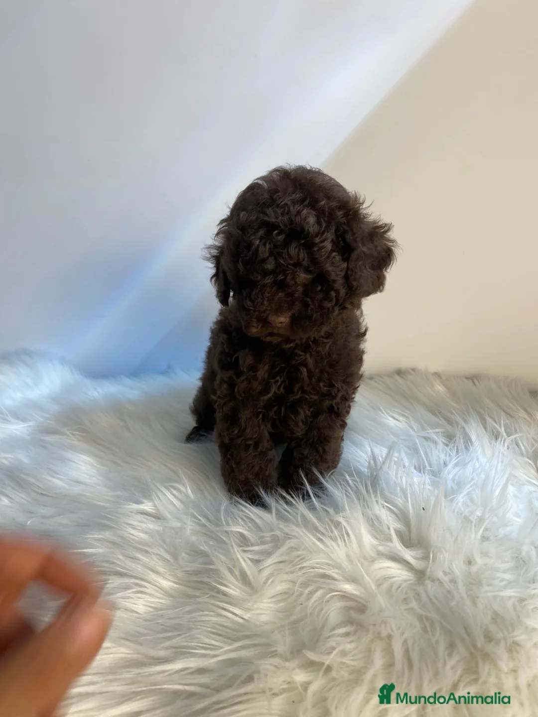 Caniche Toy perros en venta: CACHORRITO DE CANICHE TOY CHOCOLATE  - Anuncio 8