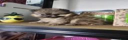 Pomerania perros en venta: CAMADA DE POMERANIA LINIA RUSA  - Anuncio 5