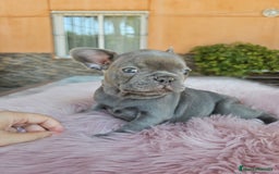 Bulldog Francés perros en venta: Bulldog francés hembra lilac - Imagen 2