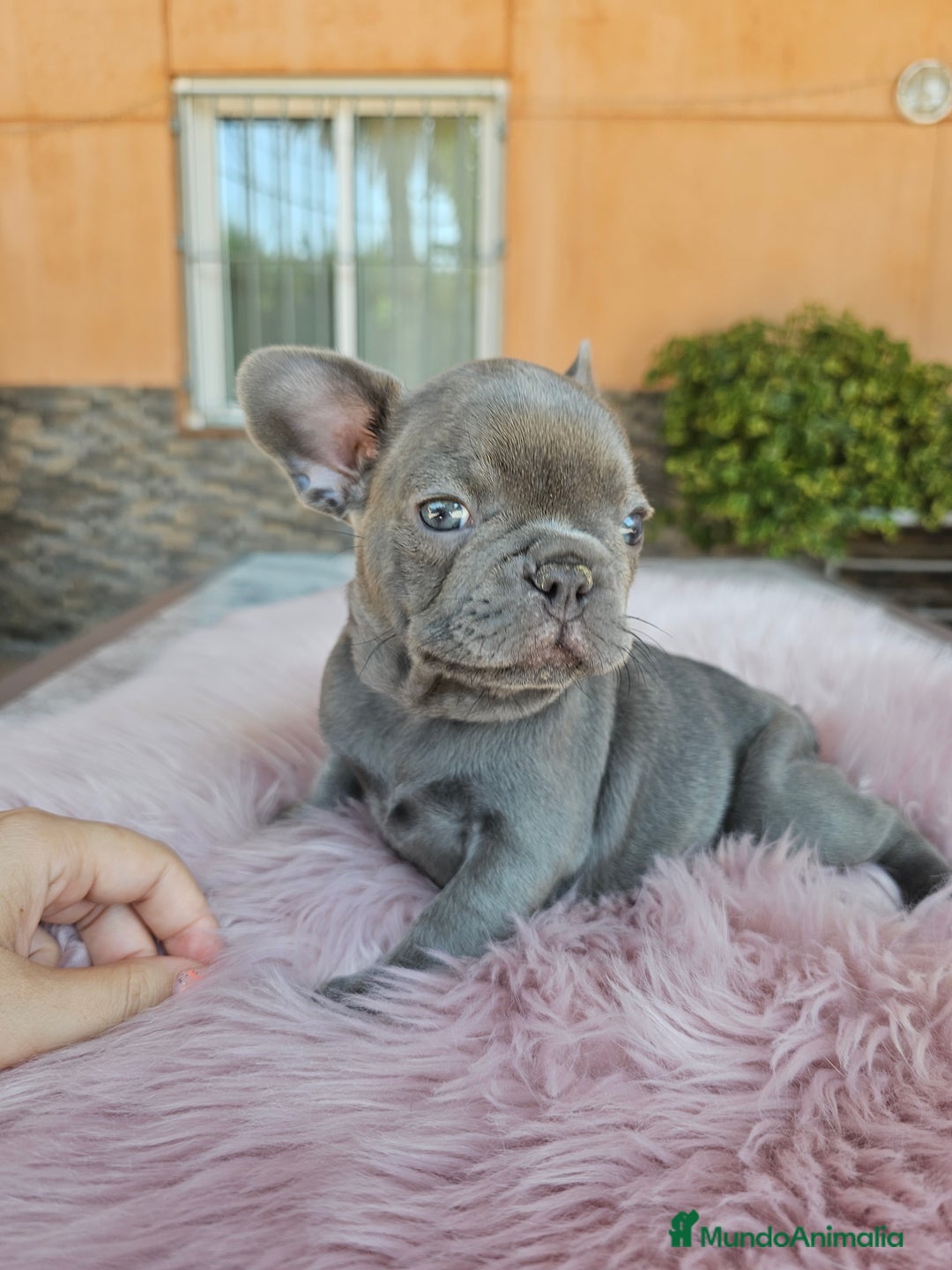 Bulldog Francés perros en venta: Bulldog francés hembra lilac - Imagen 2