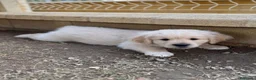 Golden Retriever perros en venta: Golden Retriever  - Anuncio 3