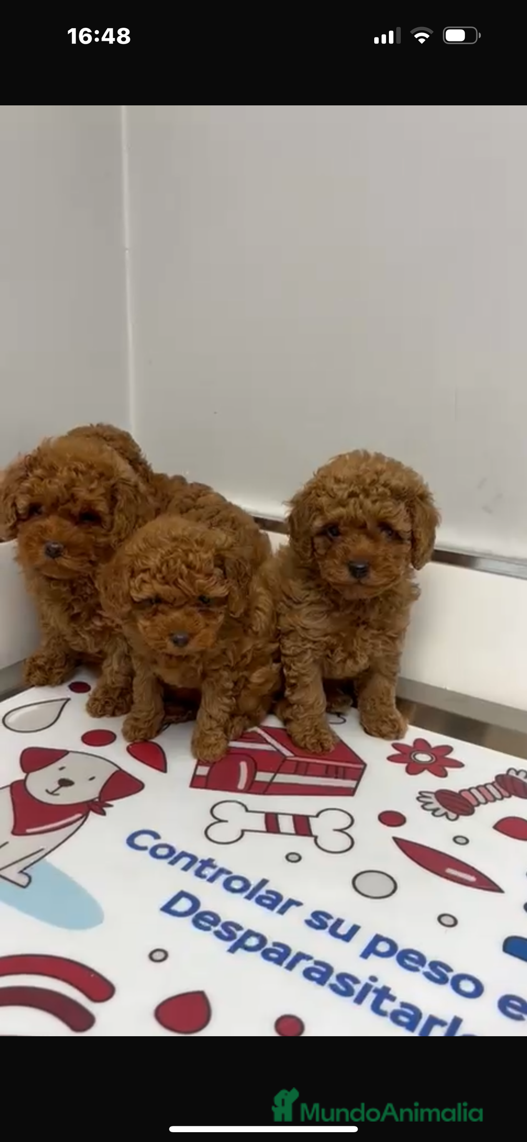 Caniche Toy perros en venta: caniche toy rojos - Anuncio 3