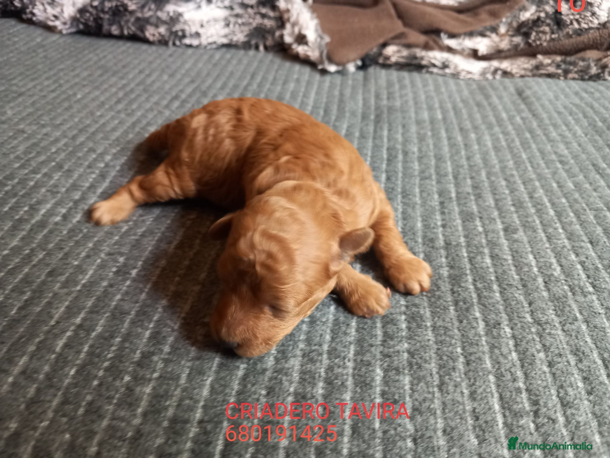 Caniche Toy perros Red toy poodle cachorro caniche. - Anuncio 39