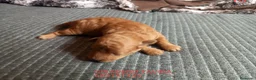 Caniche Toy perros en venta: Red toy poodle cachorro caniche. - Anuncio 1