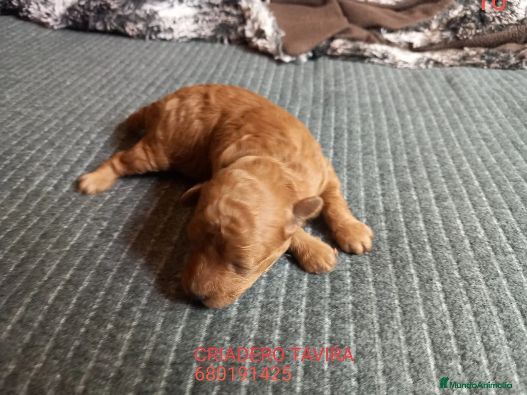 Caniche Toy perros en venta: Red toy poodle cachorro caniche. - Anuncio 1