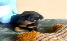Pinscher Miniatura perros en venta: cachorros de Pinscher Miniatura - Anuncio 4