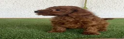 Caniche Toy perros en venta: Caniches en Caraby Benidorm  - Anuncio 1