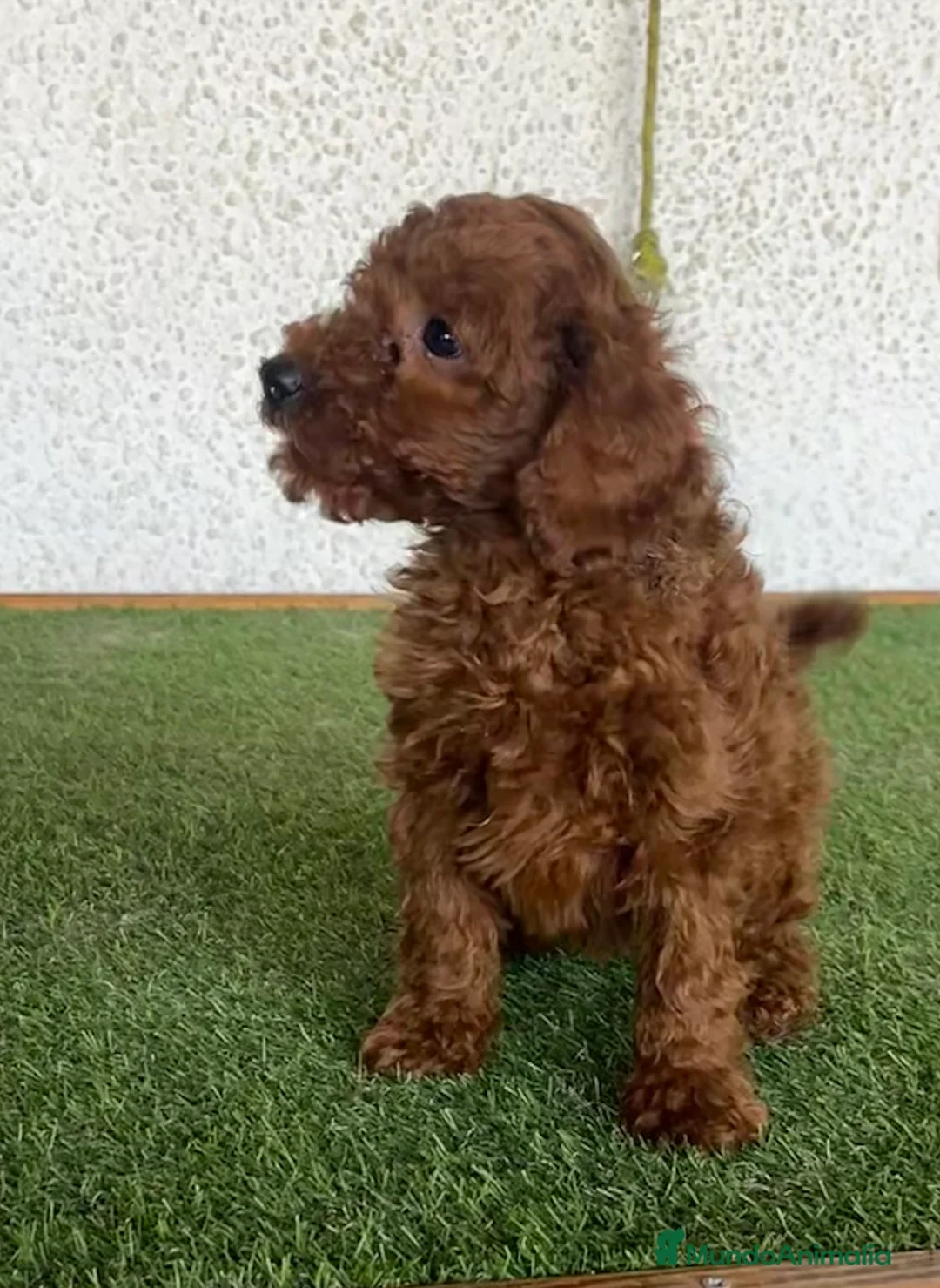 Caniche Toy perros en venta: Caniches en Caraby Benidorm  - Anuncio 1
