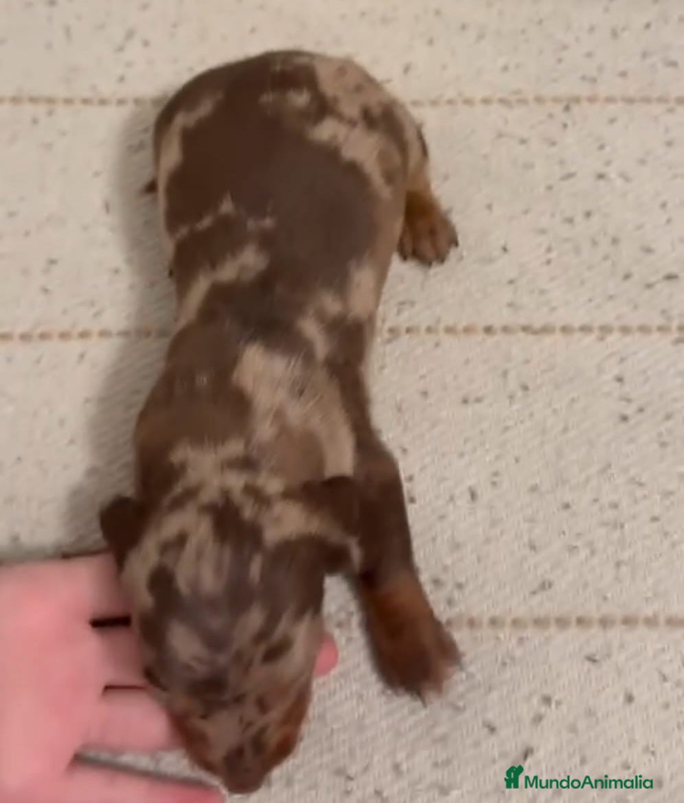 Teckel Miniatura perros Teckels Arlequin - Anuncio 1