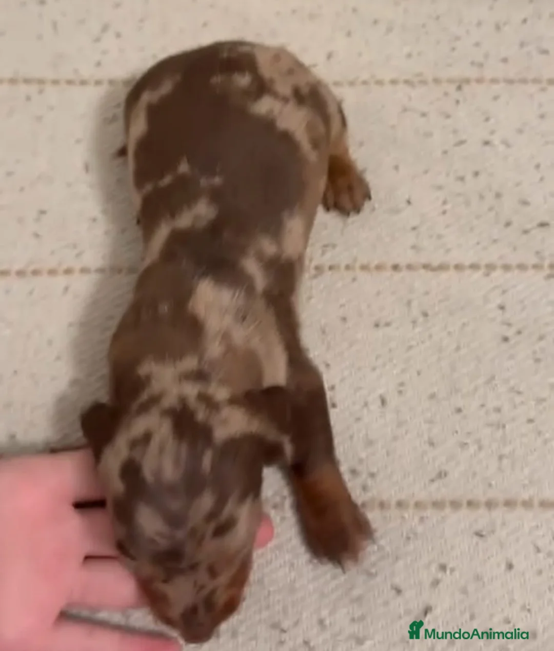 Teckel Miniatura perros en venta: Teckels Arlequin - Anuncio 1