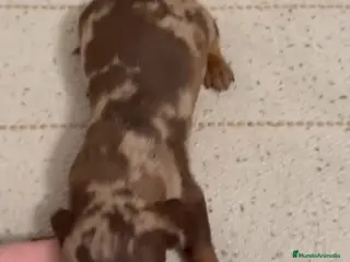 Teckel Miniatura perros Teckels Arlequin - Anuncio 1