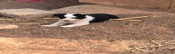 Border Collie perros en venta: Border collies de Calidad  - Anuncio 7