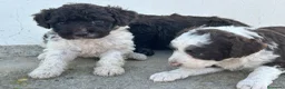 Perro de Agua Español perros en venta: Perros de agua Máxima calidad Espectaculares - Anuncio 11