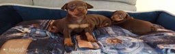 Pinscher Miniatura perros en venta: Cachorros disponibles pinscher  en Cáceres - Anuncio 4