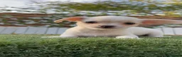 Chihuahua perros en venta: CHIHUAHUA - MACHO - Anuncio 14
