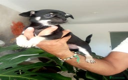 Chihuahua perros en venta: Chihuahuas de compañia - Imagen 4