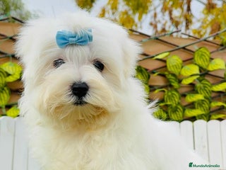 Bichón Maltés perros BICHON MALTES LINEA AMERICANA - Anuncio 2