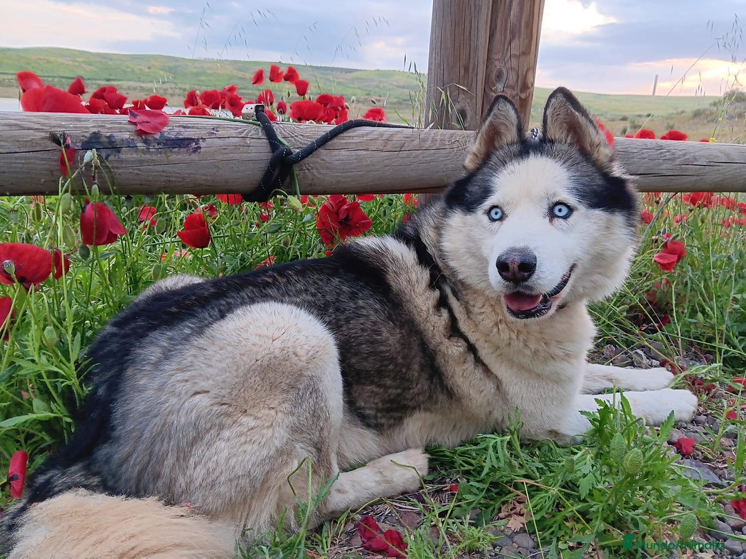 Husky Siberiano perros en venta: Husky siberiano último cachorro!! - Anuncio 3