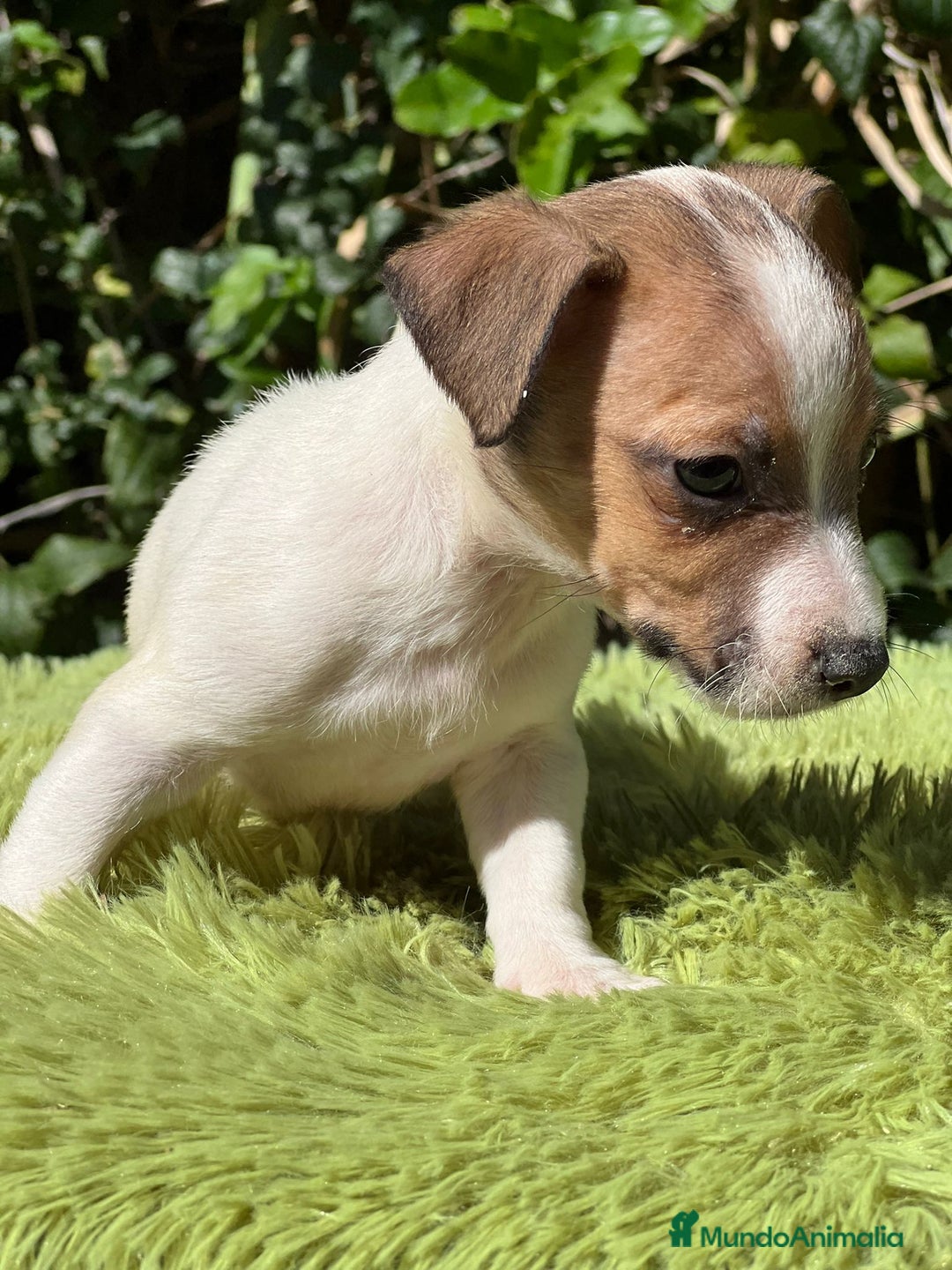 Jack Russell Terrier perros en venta: Jack russell bicolor - Imagen 2