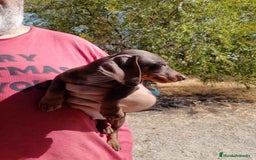 Teckel Miniatura perros en venta: Teckel miniatura pelo corto - Imagen 5