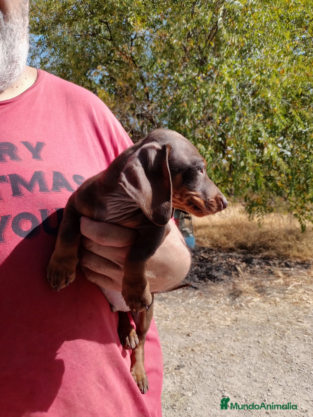 Teckel Miniatura perros en venta: Teckel miniatura pelo corto - Imagen 5