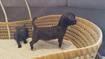 Chihuahua perros - Anuncio 2