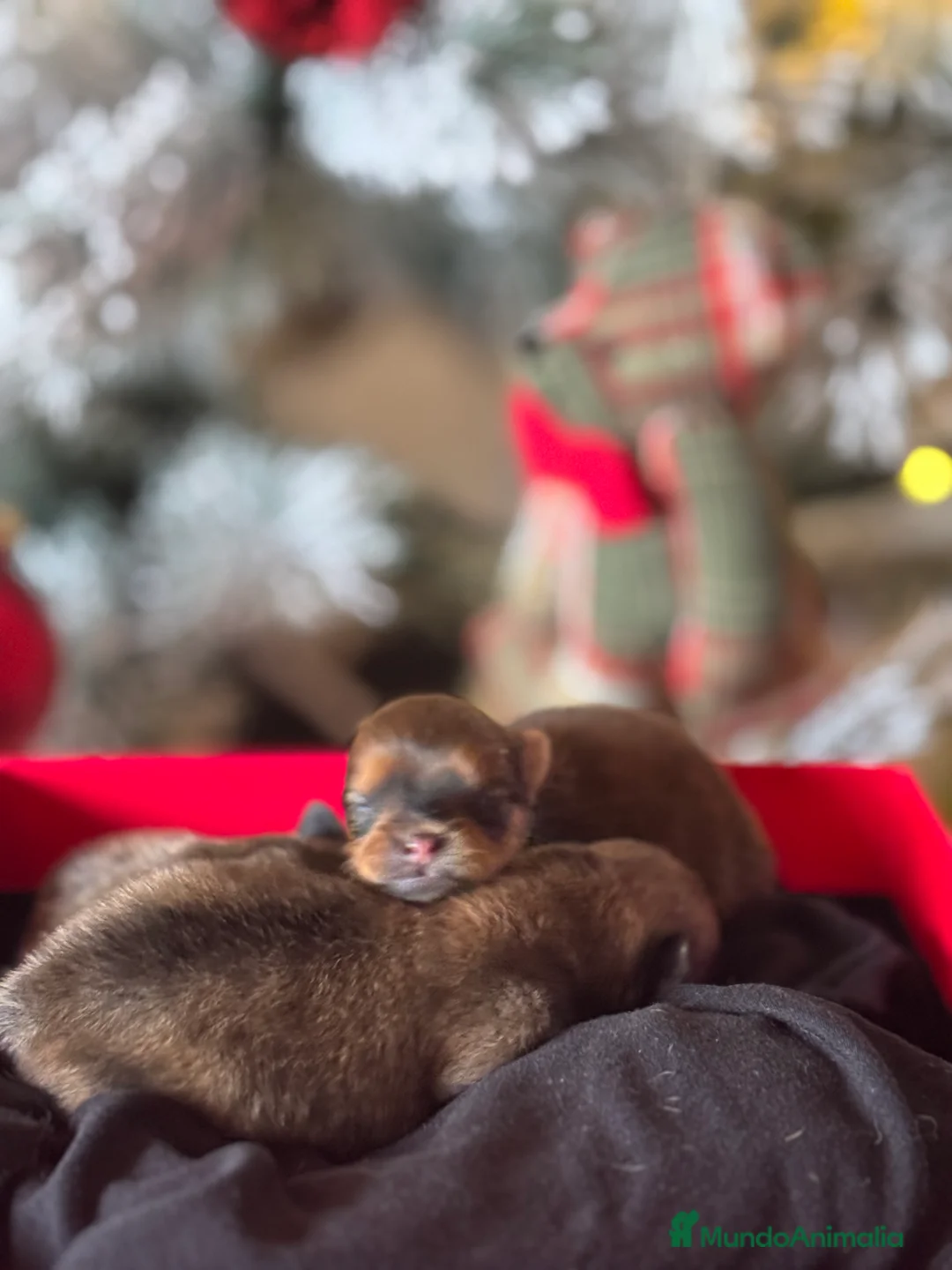 Pomerania perros en venta: Preciosos pomerania - Anuncio 2