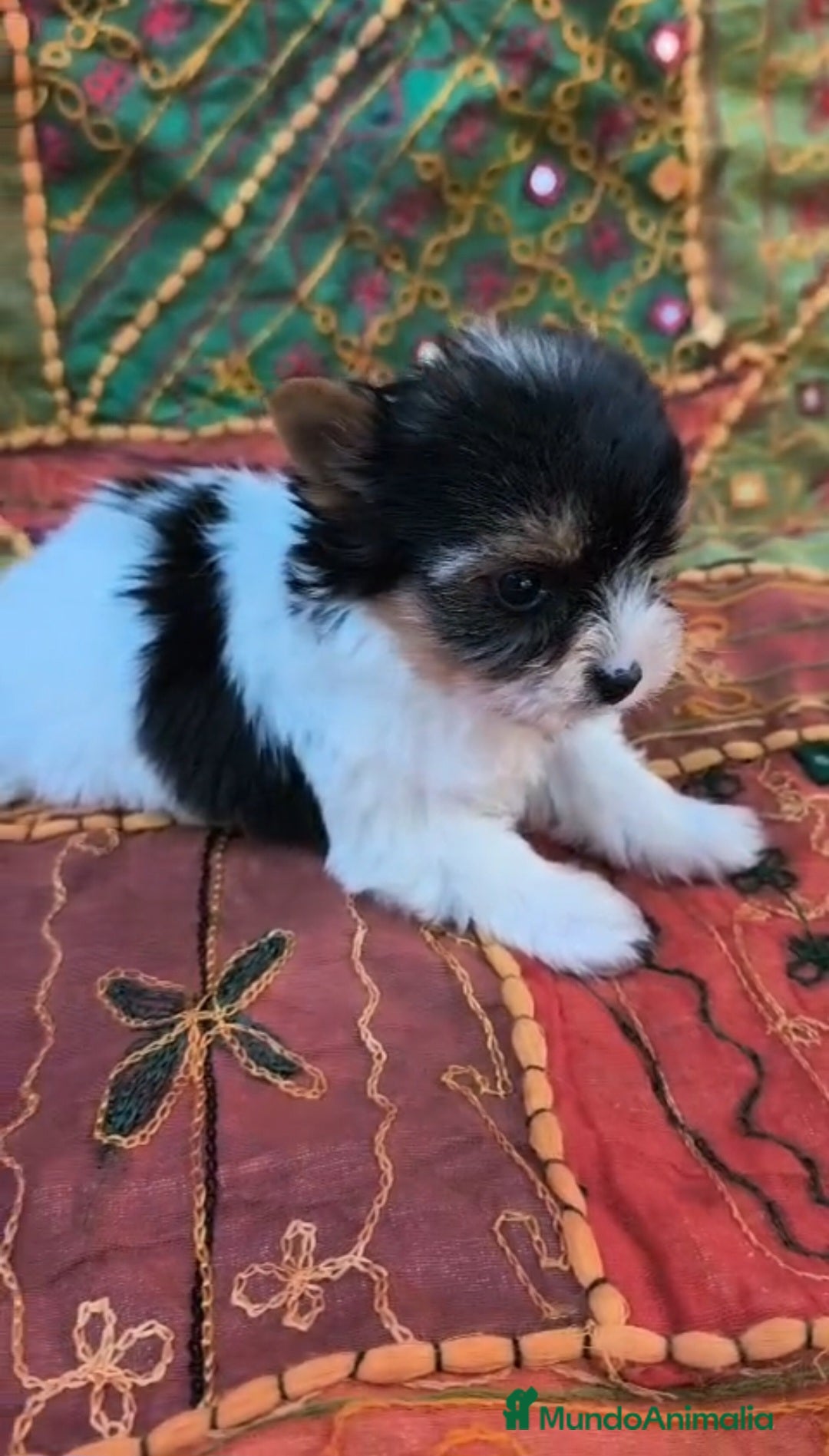 Biewer Yorkshire Terrier a la Pom Pon perros YORKSHIRE BIEWER  - Anuncio 1