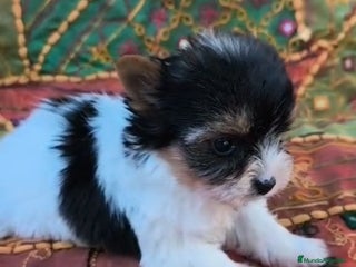 Biewer Yorkshire Terrier a la Pom Pon perros YORKSHIRE BIEWER - Anuncio 3