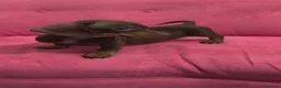 Teckel Miniatura perros en venta: TECKEL MINIATURA DISPONIBLES  - Anuncio 10