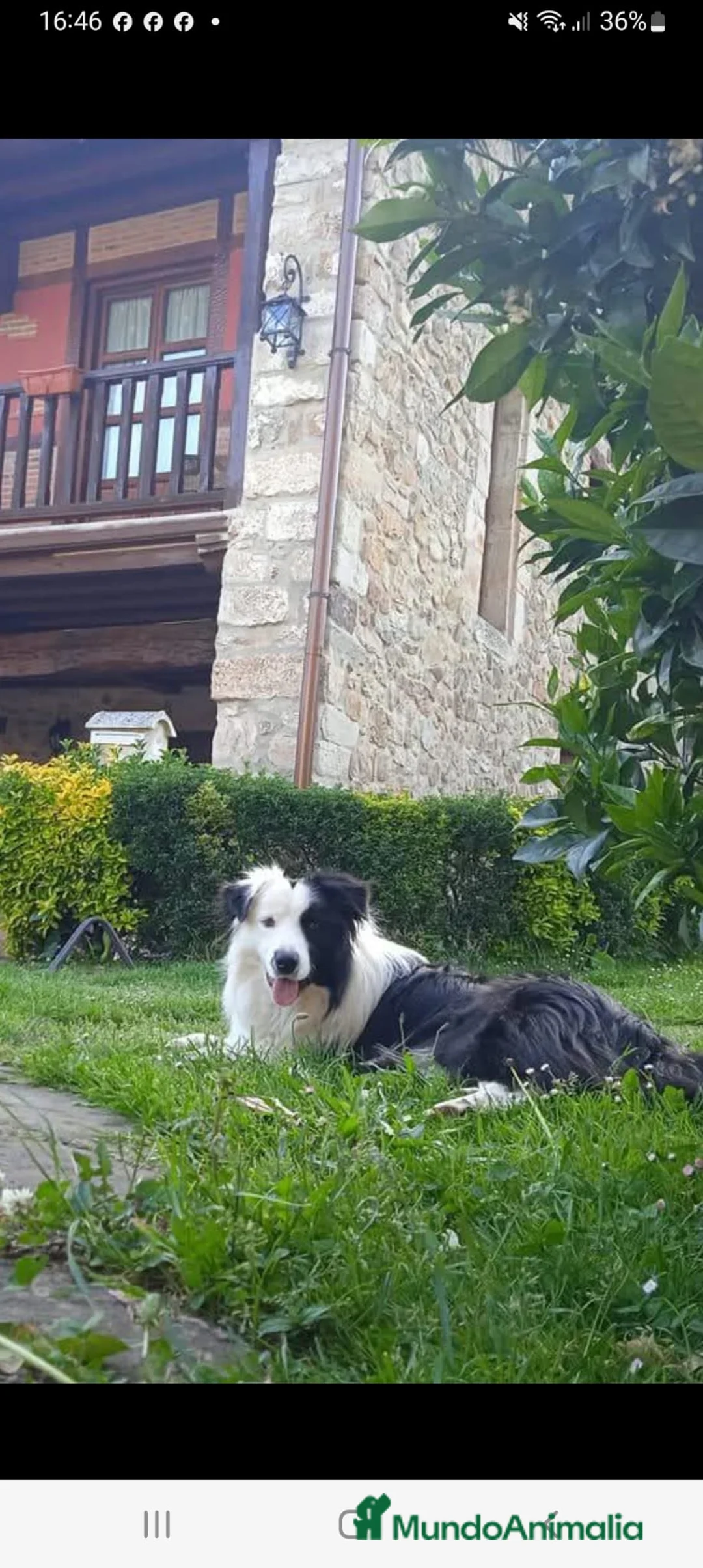 Border Collie perros en venta: Cachorros de Border Collie machos y hembras - Anuncio 7