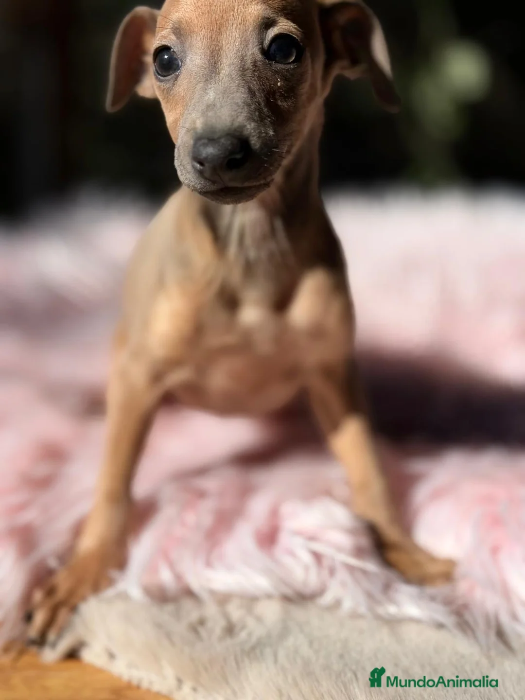 Pequeño Lebrel Italiano perros en venta: PEQUEÑAS LEBRELES FAWN (PICCOLO) - Anuncio 7