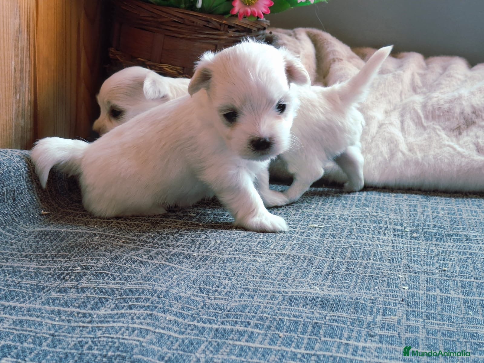 Bichón Maltés perros Cachorritos preciosos de Bichon maltés 🤍🐶 - Anuncio 1