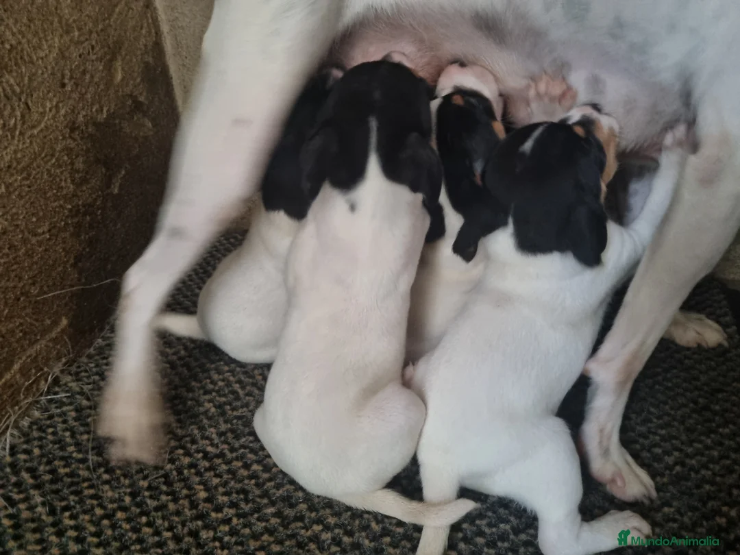 Ratonero Bodeguero Andaluz perros en venta: Bodeguero en Cáceres - Anuncio 2