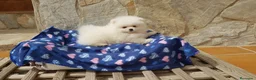 Pomerania perros en venta: Lulú de pomerania precioso en Barcelona - Anuncio 6